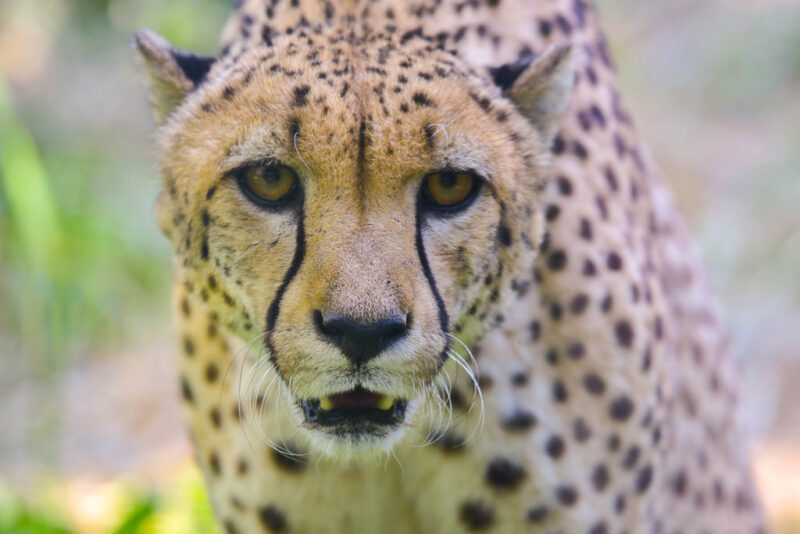 Cheetahs at Risk: Expert Perspectives on Conservation Challenges